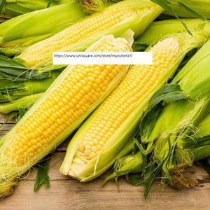 Iochief Sweet Corn Seeds - Vegetable Seeds - BOGO
